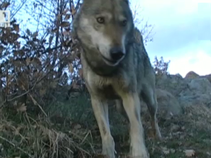 Ваксинация на хищниците срещу бяс