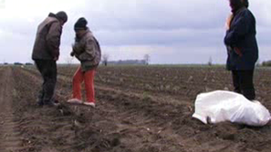 Кражби на лавандула