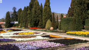 130 сорта лалета цъфтят в Балчик