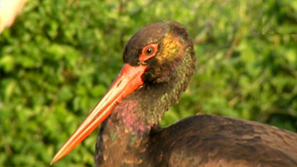 Зелена светлина: Спасение за дивите животни