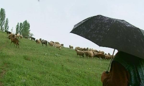 Охраняват агнетата преди Гергьовден