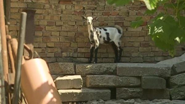 Нов случай на зараза с антракс във Варненско