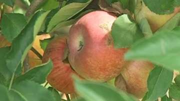 Двойно по-ниска реколта от ябълки в Пловдивско