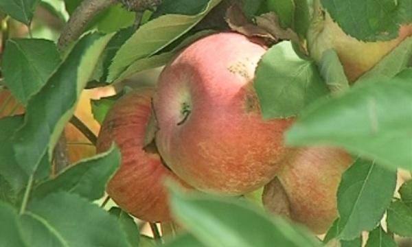 снимка 1 Новите продукти на Eпъл