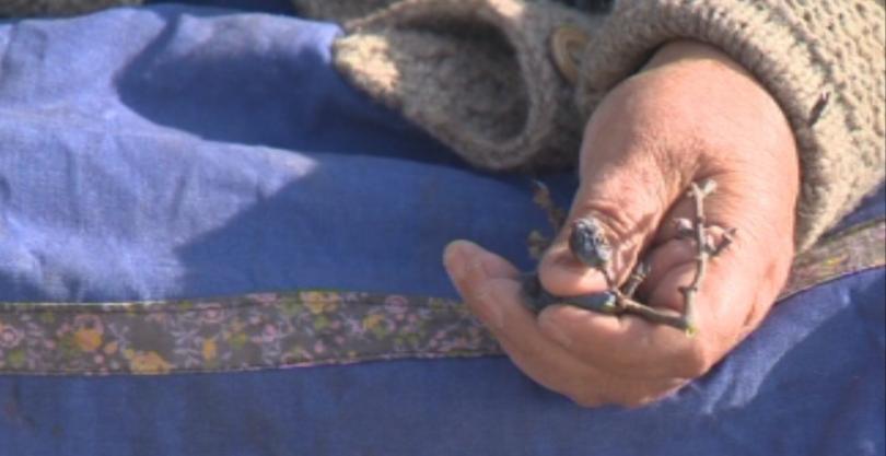 Живот на вересия - преди и след изборите