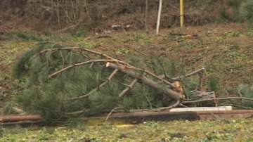 Десетки сигнали за паднали дървета в София