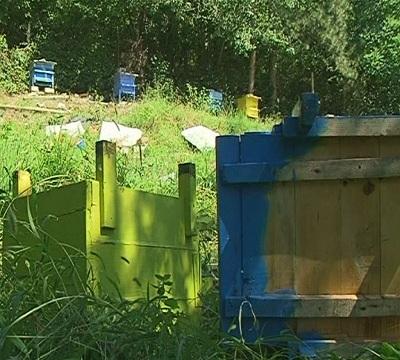 Мечка унищожи 10 кошера в Карлово