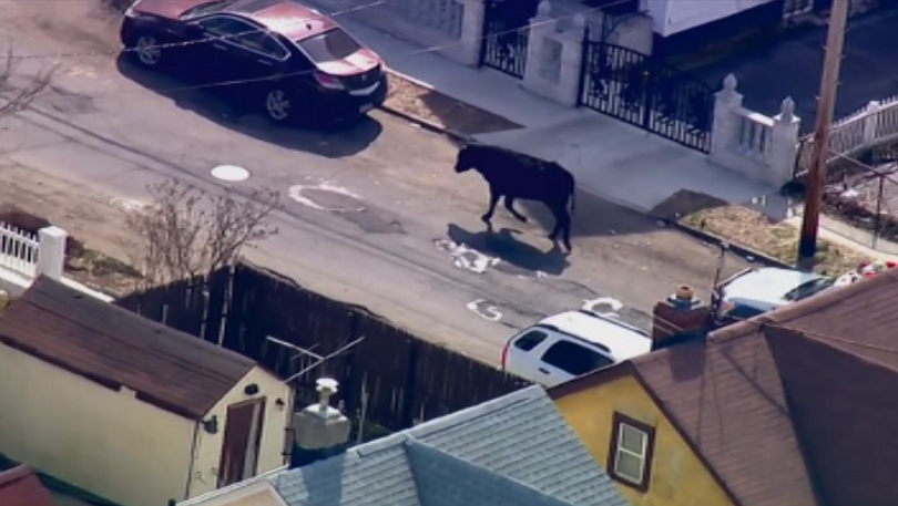 Бик избяга от кланица в Ню Йорк