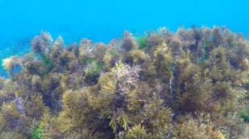 Денят на Черно море: да запазим плажовете чисти