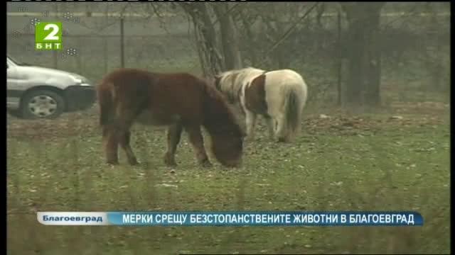 Мерки срещу безстопанствените животни в Благоевград