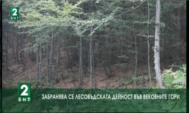 Забранява се лесовъдската дейност във вековните гори