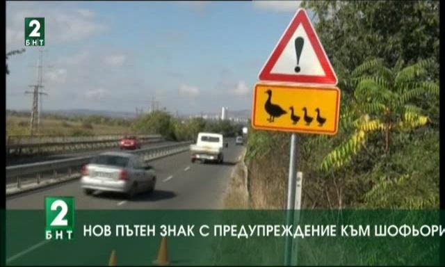 Нов пътен знак: Патица с малките