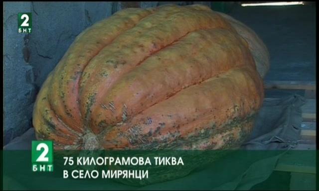 75-килограмова тиква в село Мирянци