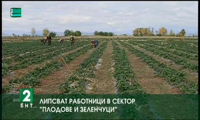 Липсват работници в сектор „Плодове и зеленчуци”