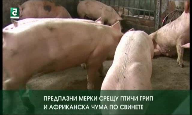 Предпазни мерки срещу птичи грип и африканска чума по свинете