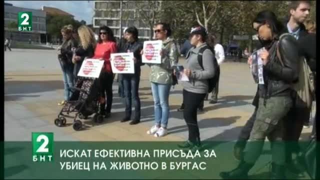 Искат ефективна присъда за убиец на животно в Бургас