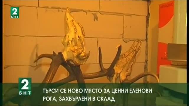 Търси се ново място за ценни еленови рога, захвърлени в склад