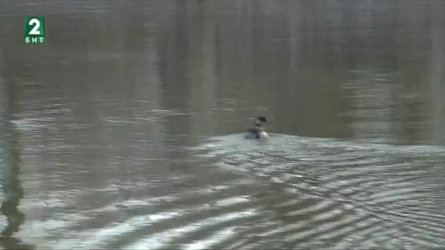 Забраняват лова на пернати заради птичи грип