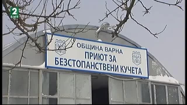 Ремонтират приюта за безстопанствени кучета в Каменар