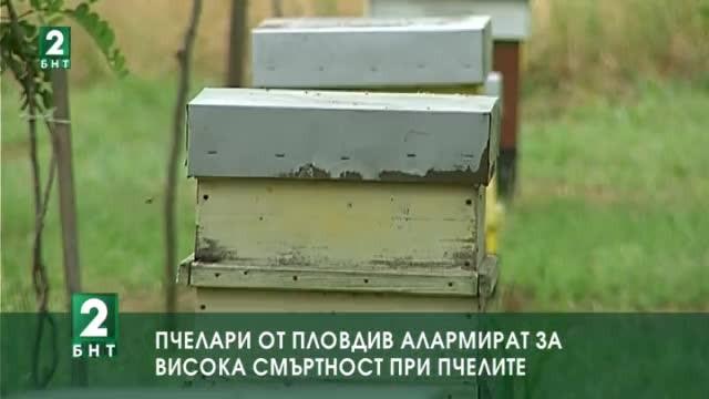 Пчелари от Пловдивско алармират за висока смъртност при пчелите