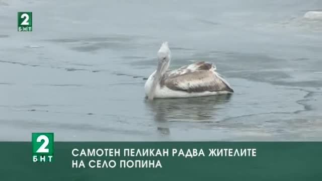 Самотен пеликан радва жителите на село Попина