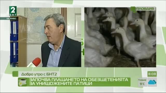 Изплащат обезщетенията за унищожените заради инфлуенцата патици
