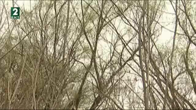 Възстановяват крайречните гори в Русенско