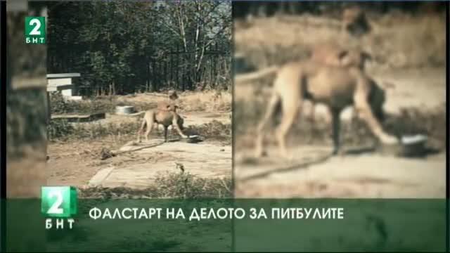 Фалстарт на делото за питбулите