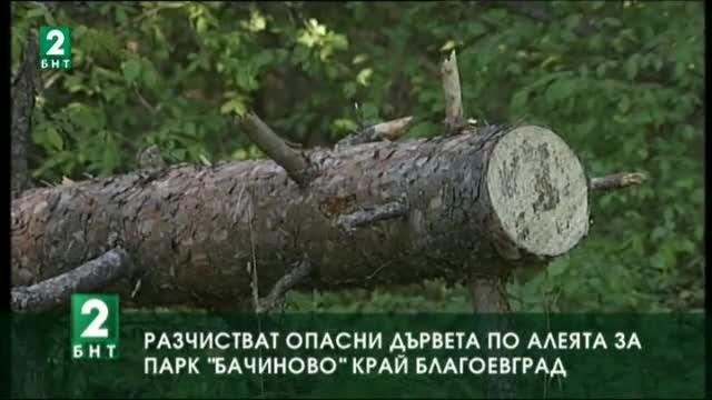 Разчистват опасни дървета по алеята за парк “Бачиново” край Благоевград