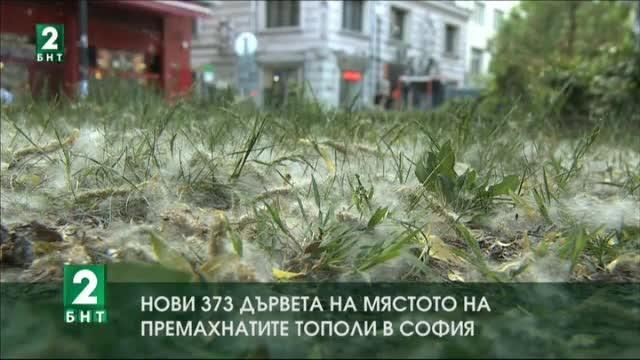 Нови 373 дървета на мястото на премахнатите тополи в София