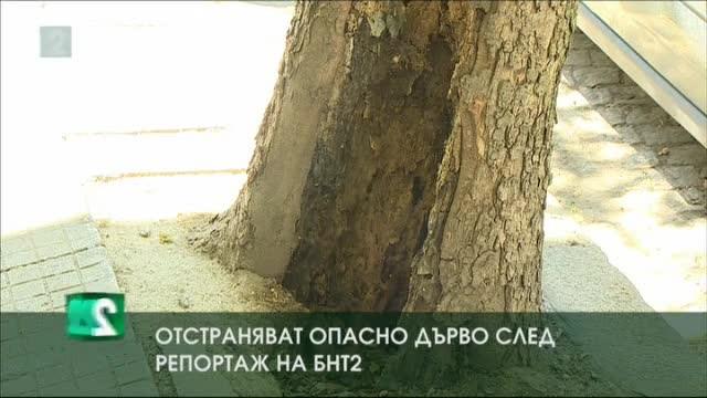 Отстраняват опасно дърво след репортаж на БНТ 2