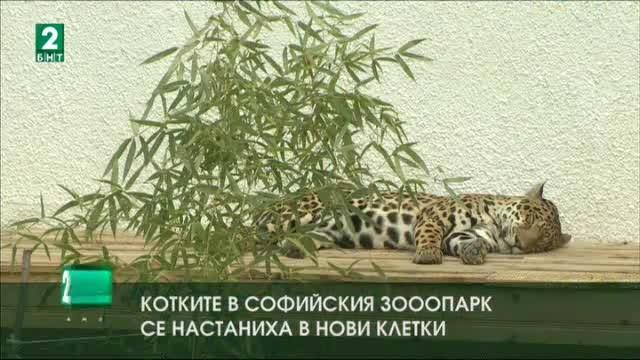 Котките в Софийския зооопарк се настаниха в нови клетки