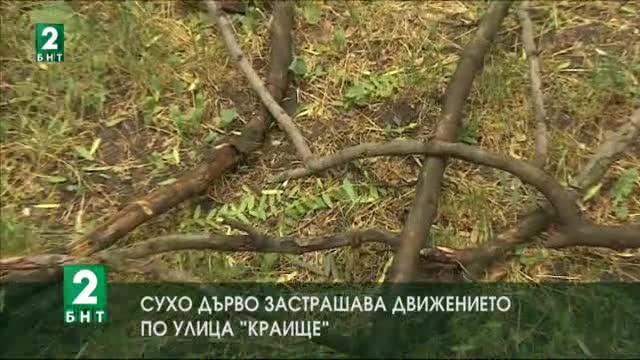 Сухо дърво застрашава движението по улица Краище
