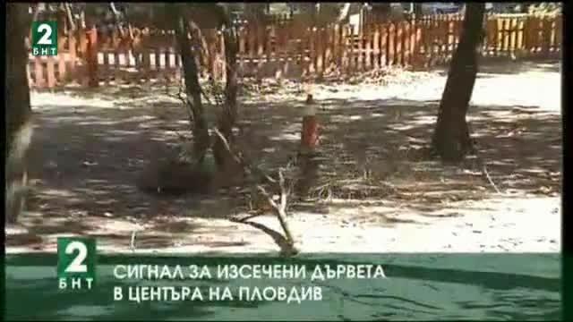 Зрители твърдят, че в Пловдив се изсичат здрави дървета