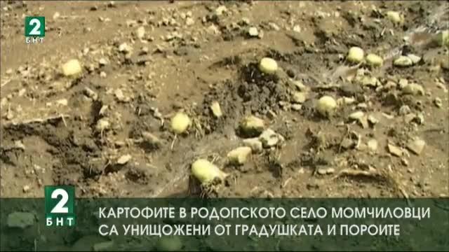 Градушка унищожи картофените насаждения в Момчиловци