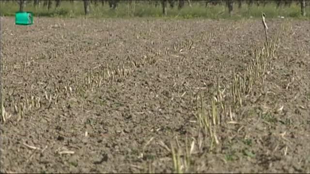 В село Катуница отглеждат аспержи