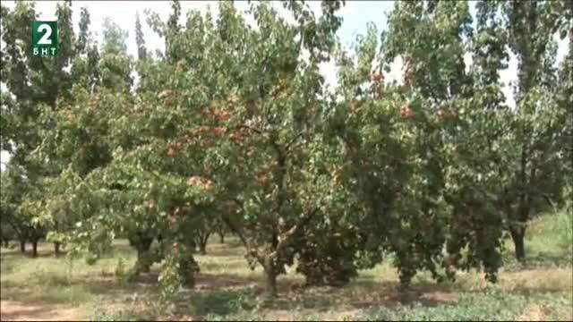 Румънците търсят червени кайсии
