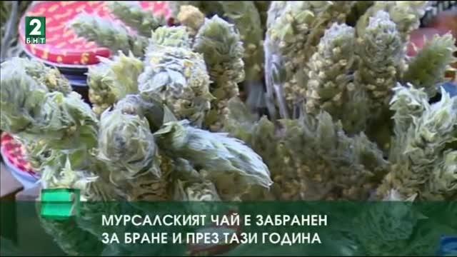 Мурсалският чай е забранен за бране и през тази година