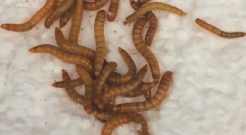 Зелена светлина: Червеи разграждат пластмасови отпадъци