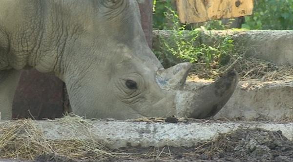Носорогът Чико ще отпразнува своя рожден ден