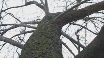 Чинарът в село Арчар е номиниран за европейско дърво на 2015 година