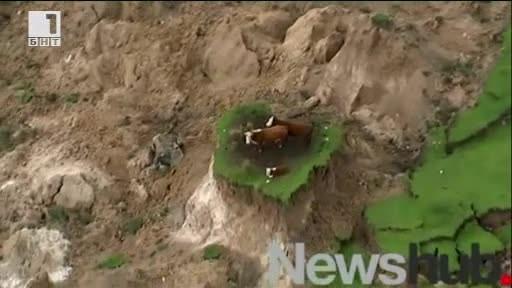 Три крави са блокирани на островче след земетресението в Нова Зеландия (ВИДЕО)
