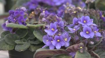 Цветята в саксии на една малка оранжерия в София