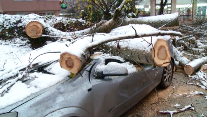 Огромно дърво се стовари върху автомобил в Пловдив