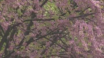 Дървото на Юда цъфна