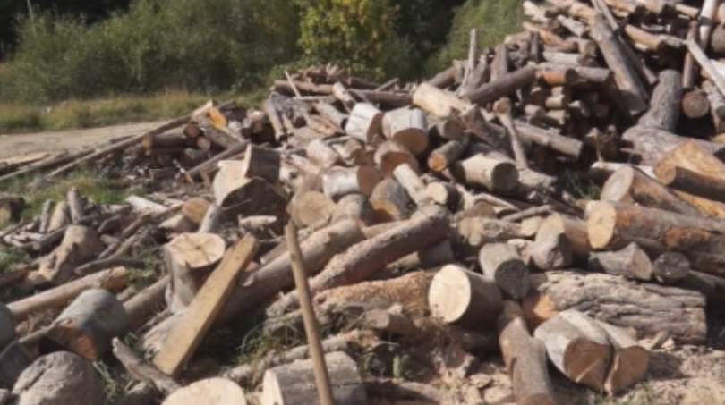 Ограничителните мерки срещу африканската чума в горските територии породиха напрежение