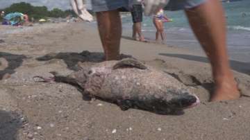 Доброволци ще броят делфините по българското Черноморие