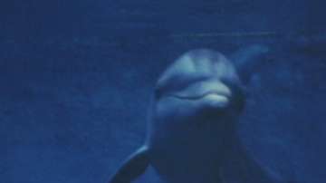  Увеличават се случаите на насилствено умъртвени делфини в Бургаско