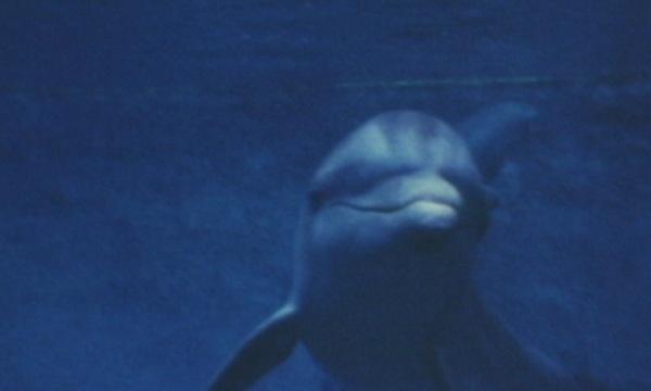  Увеличават се случаите на насилствено умъртвени делфини в Бургаско