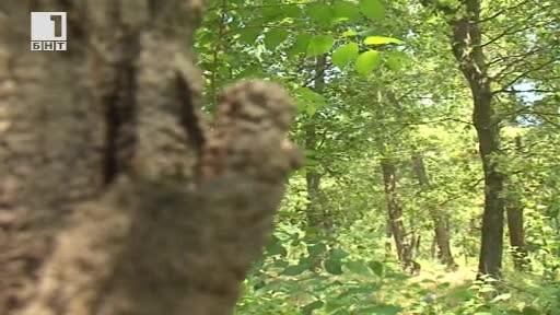 Лесовъди представиха нови начини за възобновяване на горите